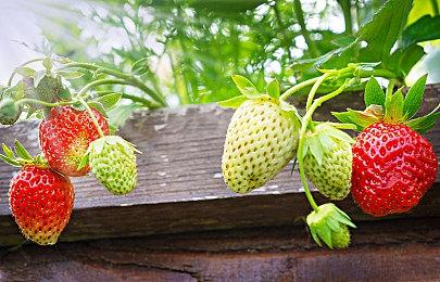 欧美推出收藏版本Switch《女神异闻录3》